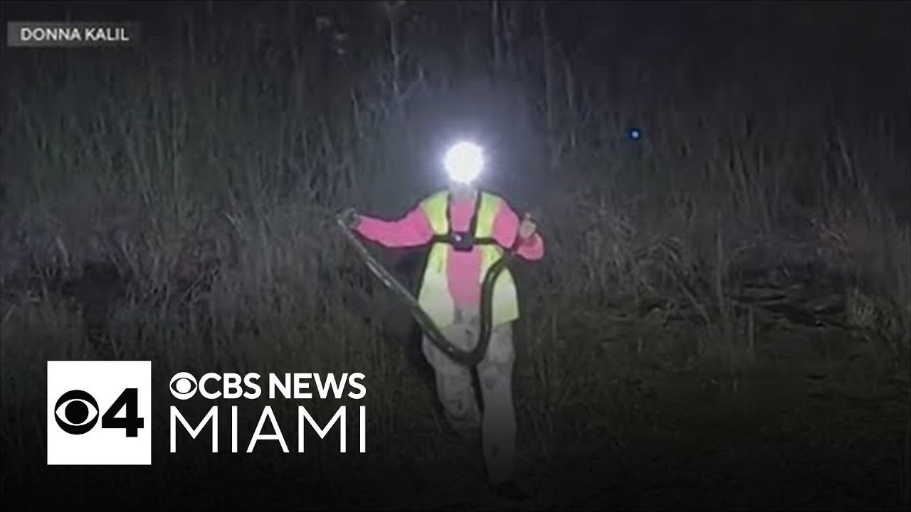 Florida's Python Challenge: Donna Kalil joins in efforts to control invasive species