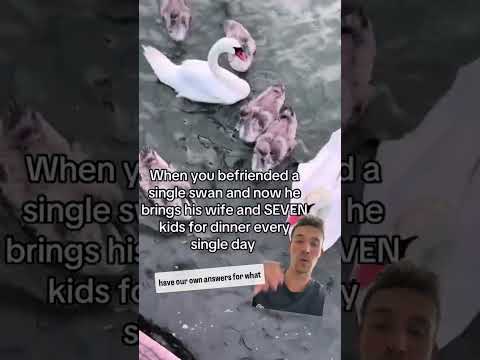 This Is What Happens When You Befriend A Swan