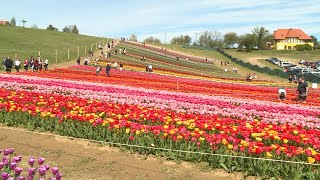 Ezerszámra nyílik a tulipán Kőröshegyen