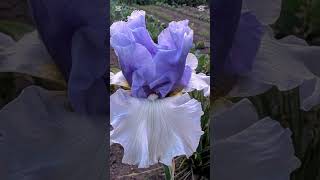 Tall TB Irises Are Blooming #flower #nature #iris #flowergarden #orchid #wildflowers #irisreticulata