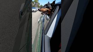 Superdog's final adventure #shorts