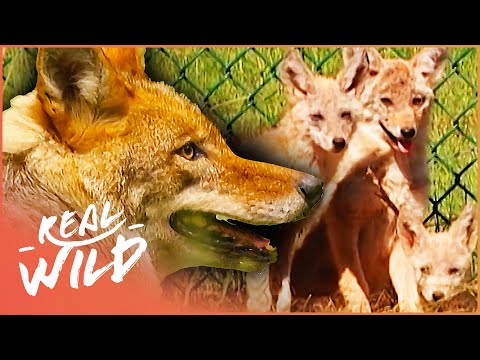The Unstoppable Super Coyotes (Wildlife Documentary) | Natural Kingdom | Real Wild