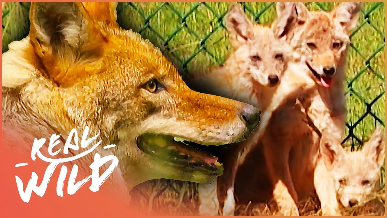 The 11 Best Documentaries About Coyotes