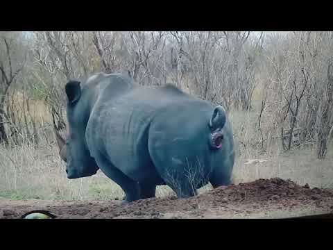 Rinoceronte Fazendo Cocô (Parte 2)