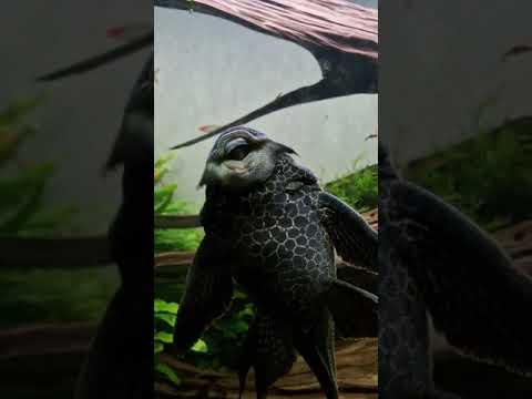 Who needs a glass cleaner when you_ve got a placo fish