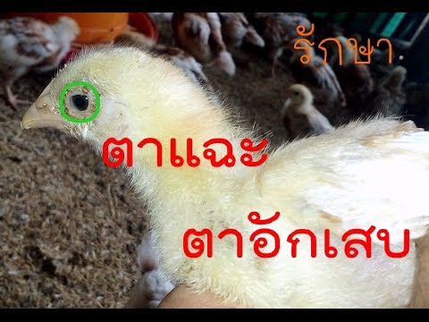 เพิ่มสมาชิกได้รับคำสั่งให้มอสโก ผู้หญิงวิดีโอริเริ่ม