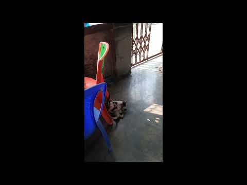 2 Cats are Playing ❤️❤️ 🐈🐈🐈🐈‍⬛🐈‍⬛🐈‍⬛