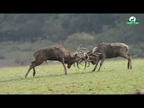 combat de cerfs au brame - parc sainte croix, septembre 2016