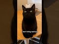 Black Cats = Bad Luck ? 🤣🤣🤣