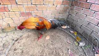 Tốp 4 bé từ 2t2-2t5 @762.8383.34
