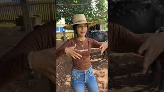 Vendemos nossas leiteiras ? Será #dianaroça #pecuarista