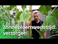 Zonnebloemwedstrijd stap 3: Zonnebloem verzorgen