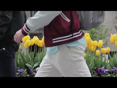 Vibrant Tulip Garden - Springtime Stock Footage" | 1080p | Copy right free