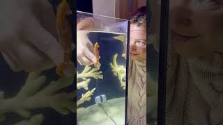 Hungry Seahorse 🥭