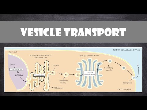 Vesicle Transport within Cells | Cell Biology