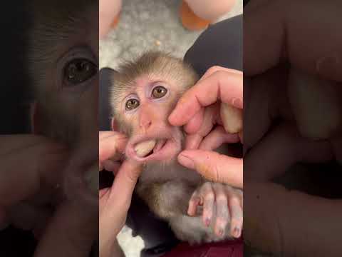 The baby monkey just swallowed a seed, and its mother is helping it get it out of its mouth.🐒