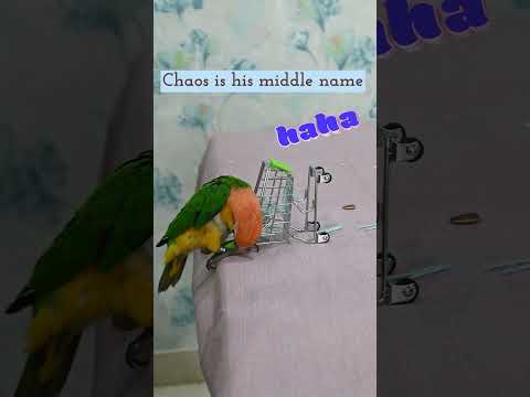 🦜Dexter the Caique: The World's Funniest (& Messiest) Bird? 🤣#dexter #caique #funny #bird #shorts