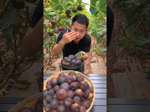 Anjeer fruit plants🌱 #shorts #fruit #shortsfeed