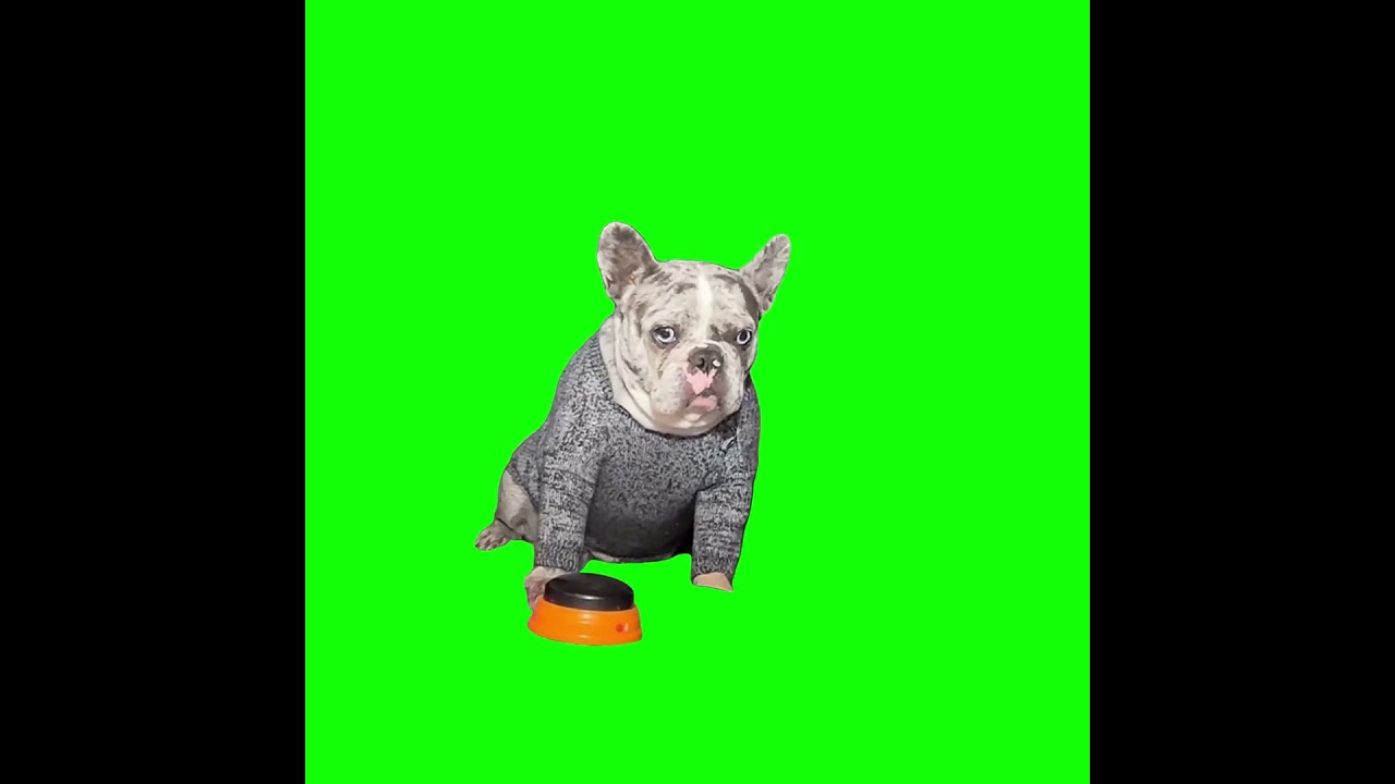 HELL NAW! Dog meme | GreenScreen