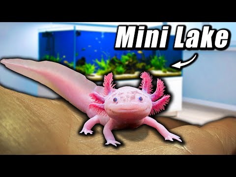 Ich habe einen kleinen See für mein Haustier Axolotl gebaut