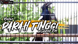 Download lagu SUARA KACER FIGHTER CEPAT NAIK DARAH !! AUTO GAMPANG ON GACOR BUKA EKOR - BONJOL KICAU mp3