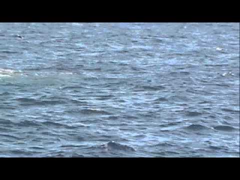 Finger Bank Foamer-Intrepid 2011