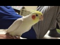 Sings Cockatiel　 Another One Bites The Dust