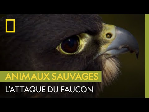 The falcon attack