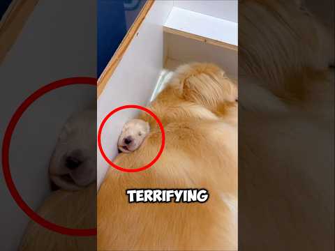 This Golden Retriever Accidentally Endangers Her Puppy's Life #shorts