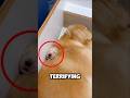This Golden Retriever Accidentally Endangers Her Puppy's Life #shorts