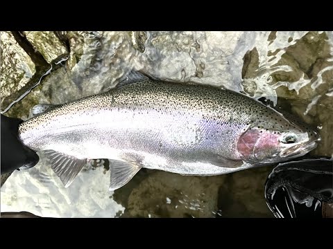 Salmon River NY Steelhead Fishing Jan 2023