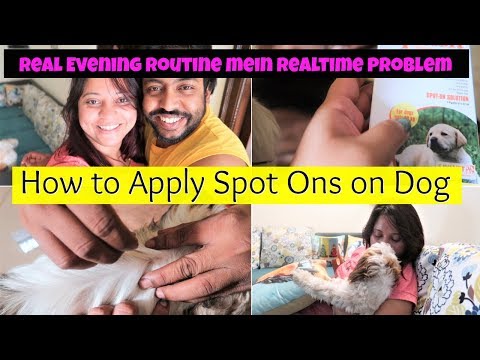 My Real Evening Routine | How To Apply Spot Ons On Dog | Real Problem In Real Evening Routine Video
