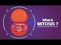 What Is Mitosis