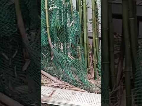 bambou-pot-intérieur-terrasse-couverte-galet-pierre