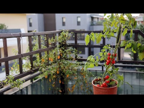 , title : 'Tomateras para jardineras en balcones - Bricomanía - @Jardinatis'