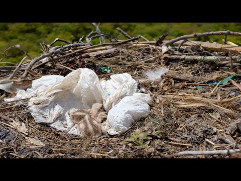 Osprey Hatchling wrapped in Plastic - A Story of Hope at Island Beach State Park