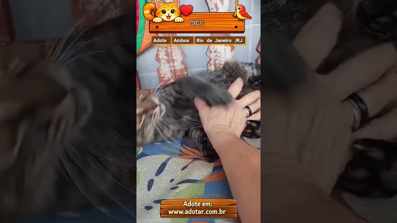Gato raça SRD-ViraLata idade 7 a 11 meses nome RICK