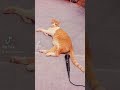 Cat Fart Funny Videos Shorts Funny Cats Tiktok Funnyworld