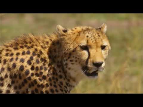 Doku : Die Zeit der großen Katzen - Aufstieg   1