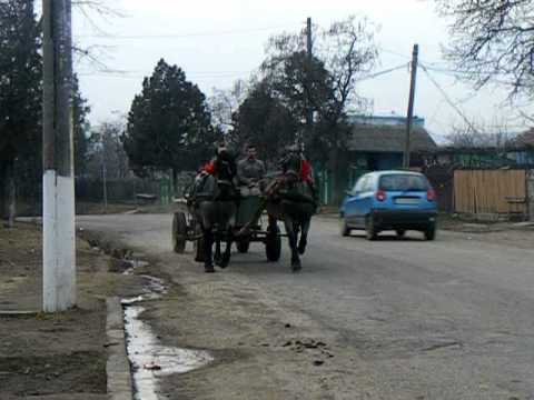 iepe rasa semigreu romanesc  nr. de tel. 0749308571