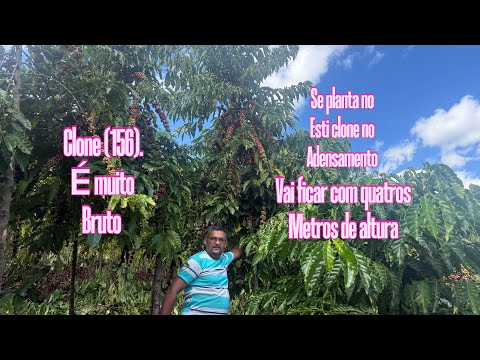 Clone de Rondônia com 5 anos e com quatros metros de altura. 