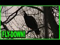 REAL LIVE HEN TURKEY Fly Down Cackle Best Fly Down Cackle Audio Tree Yelp