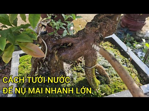 🔴 QBS23458 - BIẾT CÁCH TƯỚI NƯỚC NỤ MAI SẼ NHANH LỚN | CHĂM SÓC MAI VÀNG MIỀN BẮC NỞ HOA ĐÚNG TẾT