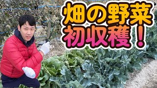 【畑仕事】自分が植えたキャベツとブロッコリーを収穫！
