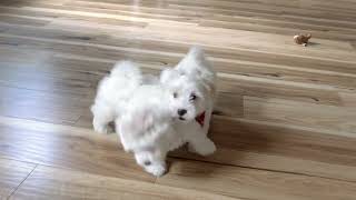 Coton De Tulear Puppies Videos