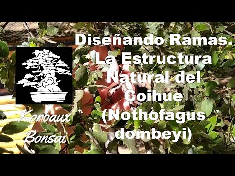 Diseñando Ramas. La Estructura Natural del Coihue (Nothofagus dombeyi)