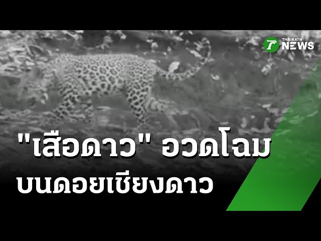 "เสือดาว" อวดโฉม ที่ "ดอยเชียงดาว" : ภาวะโลกร้อง | 24 ต.ค. 68 | ไทยรัฐเจาะประเด็น