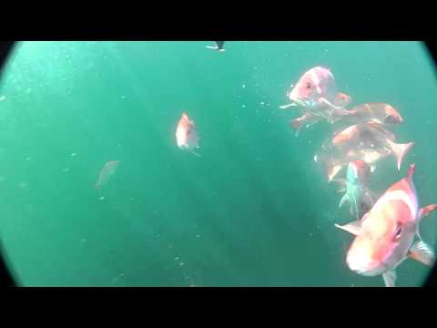 download lagu mp3 mp4 What Do Red Snapper Fish Eat, download lagu What Do Red Snapper Fish Eat gratis, unduh video klip What Do Red Snapper Fish Eat