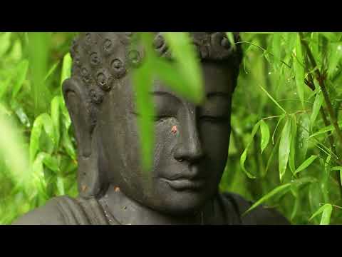 SWR zu Besuch im Bambusgarten - die Besonderheiten der Bambuspflanzen - Gärtnerei Hofstetter Mühle