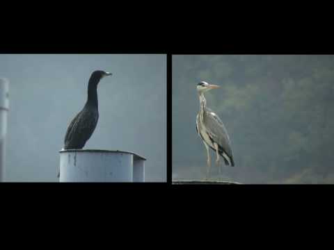 cormorano vs airone cinerino(watch in hd)
